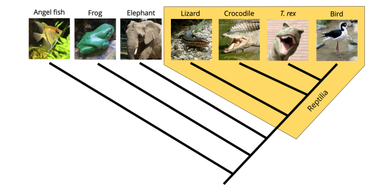 Phylogenetic Trees And Classification Digital Atlas Of Ancient Life