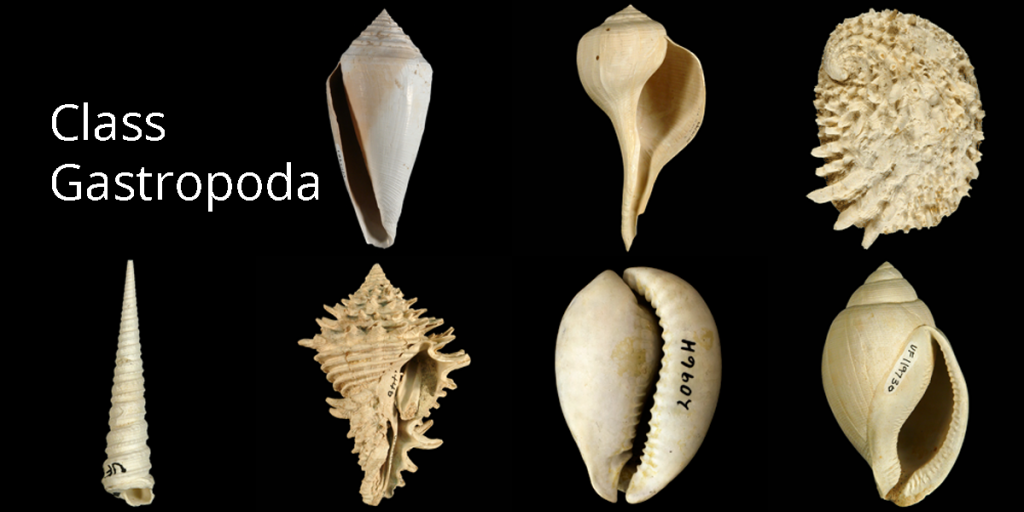 1. Gastropoda | Digital Atlas Of Ancient Life