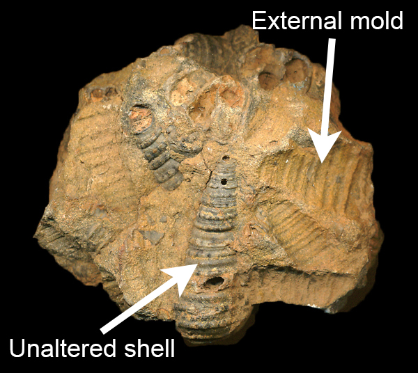 3. Types of fossil preservation - Digital Atlas of Ancient Life