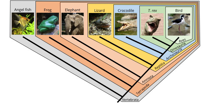 2.4 Phylogenetic Trees And Classification | Digital Atlas Of Ancient Life