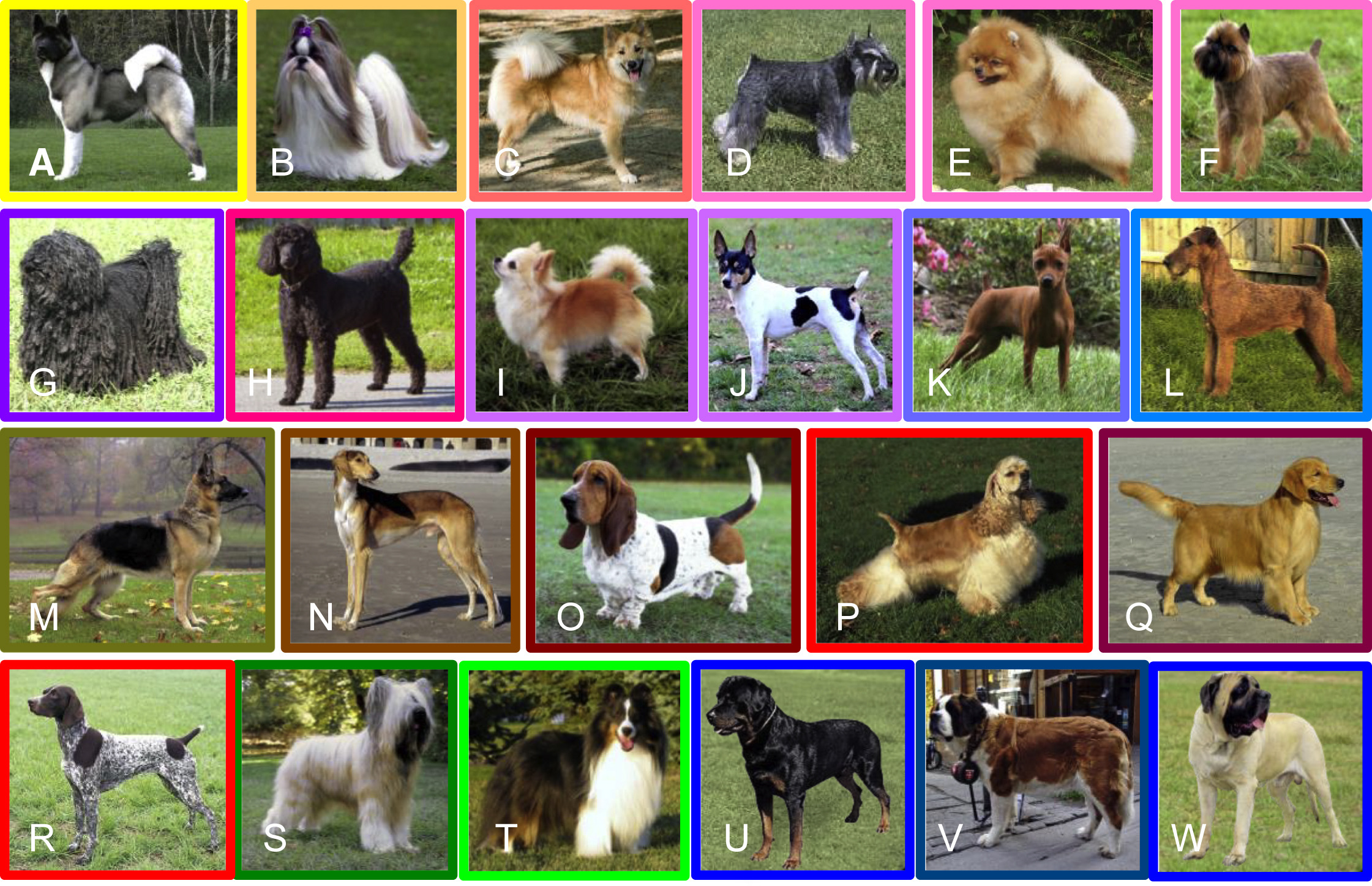 фото собак разных пород с названиями