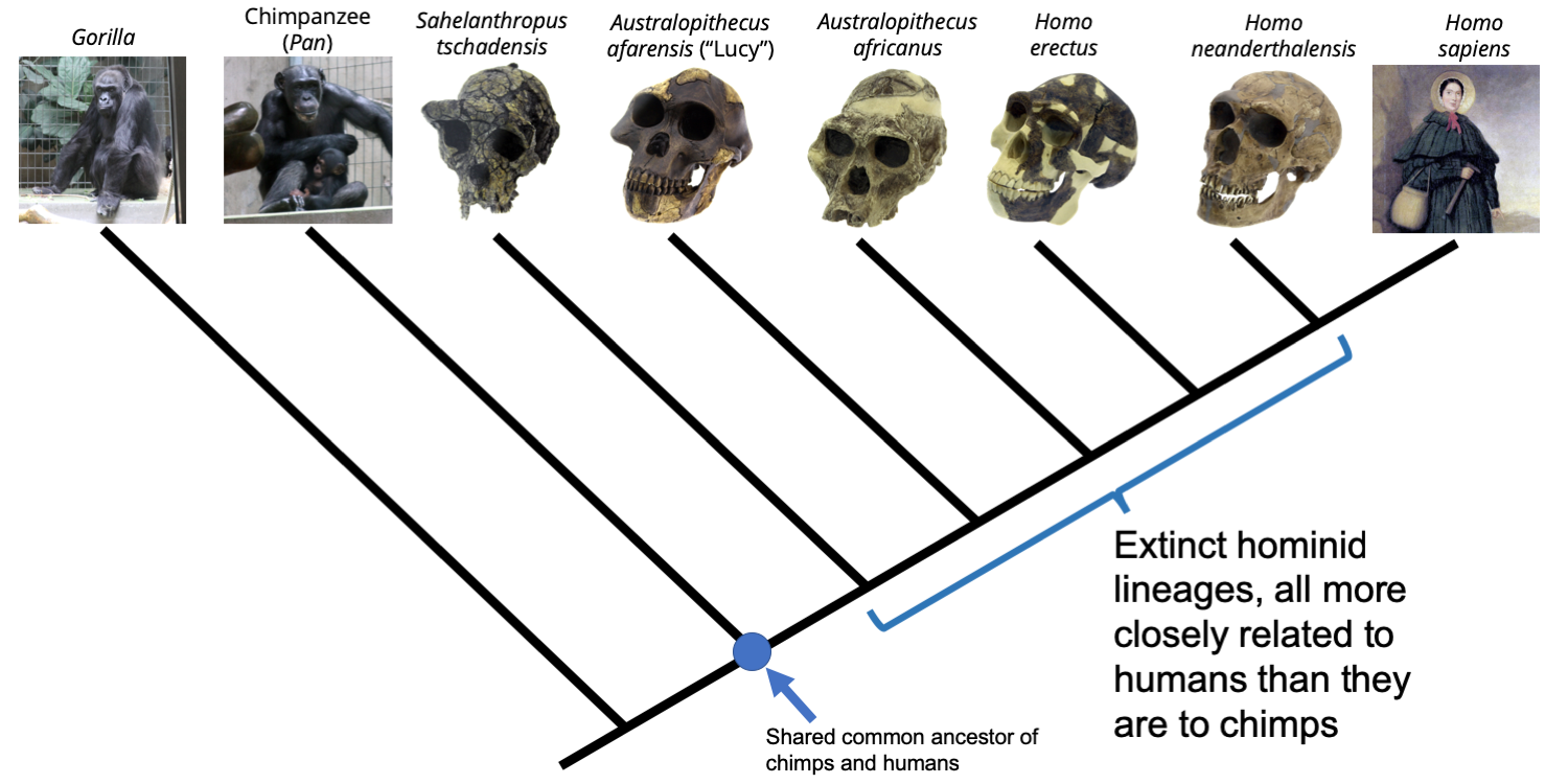Phylogenetic tree depicting the relationships between gorillas chimpanzees humans depicted by 19th century paleontologist Mary Anning and human-like relatives The position of the shared common ancestor is indicated as are the lineages of extinct hominids that are more closely related to humans than they are to chimps