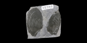 Virtual Collection: Class Bivalvia, Paleozoic Examples - Digital Atlas ...