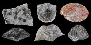 Virtual Collection: Phylum Brachiopoda - Digital Atlas Of Ancient Life