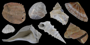 Virtual Collection: Class Gastropoda - Digital Atlas of Ancient Life