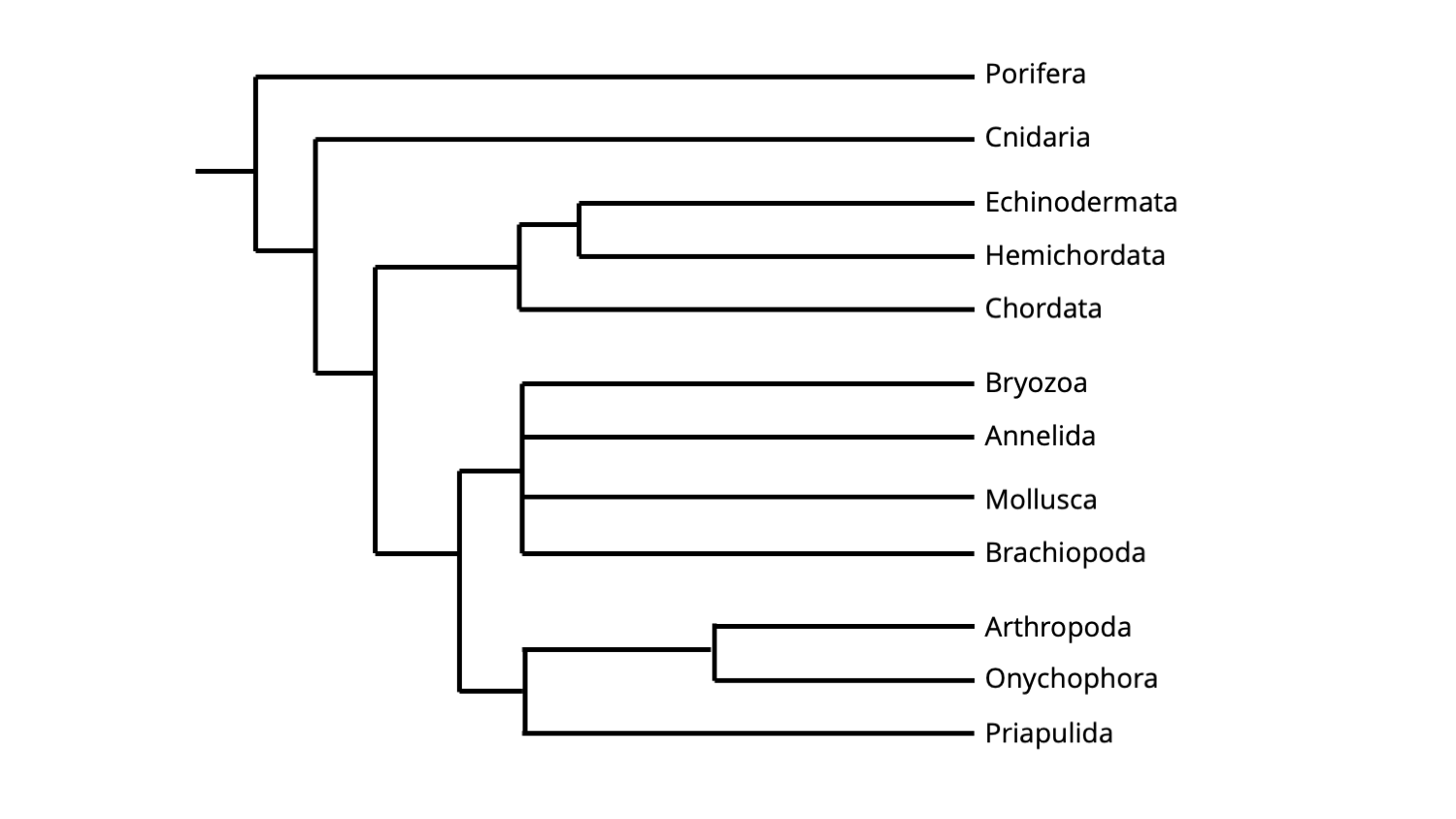 phylogeny of animals