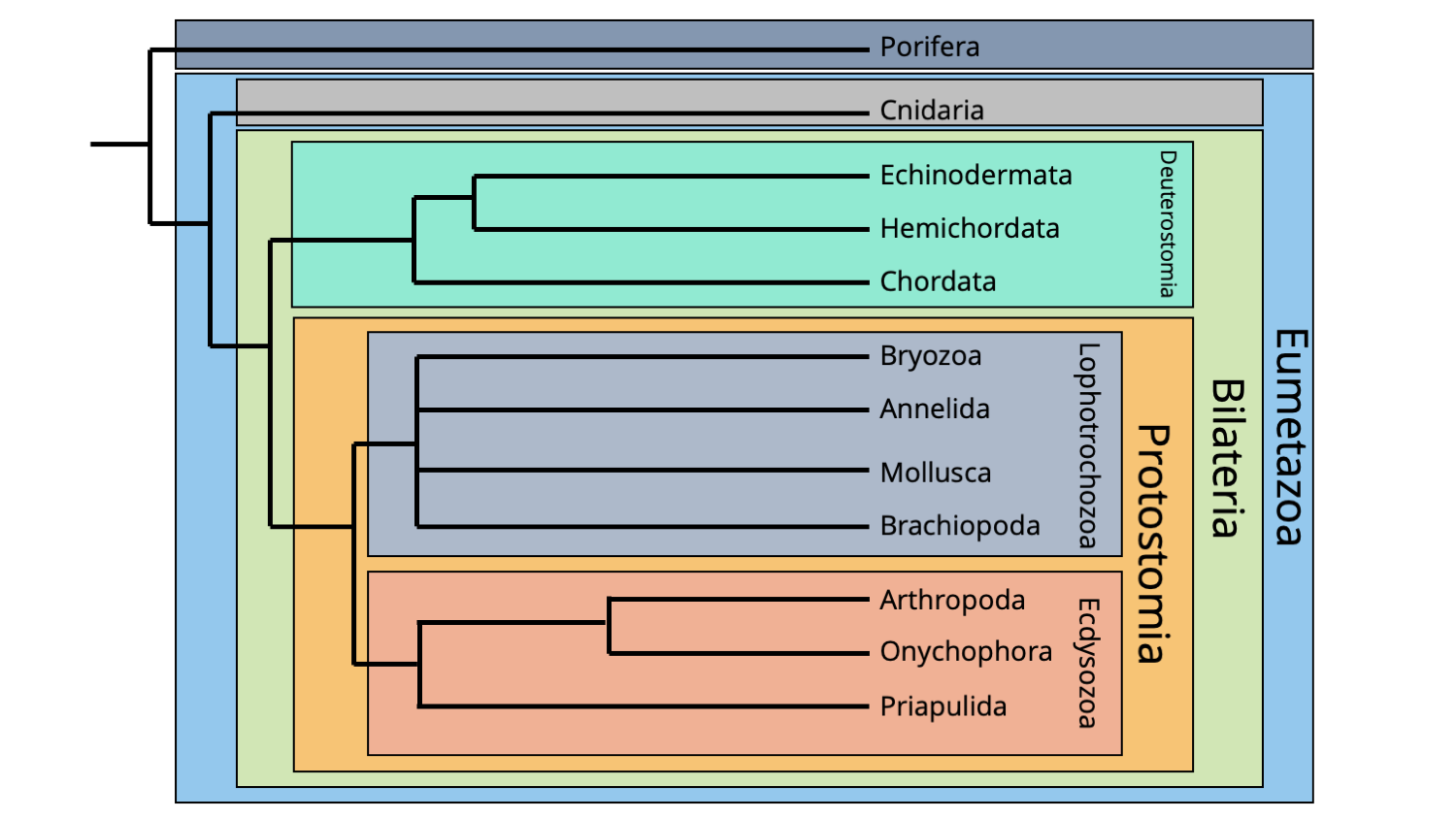 mammal orders phylogeny