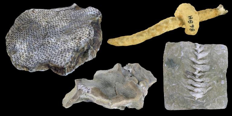 Virtual Collection: Bryozoa - Digital Atlas of Ancient Life