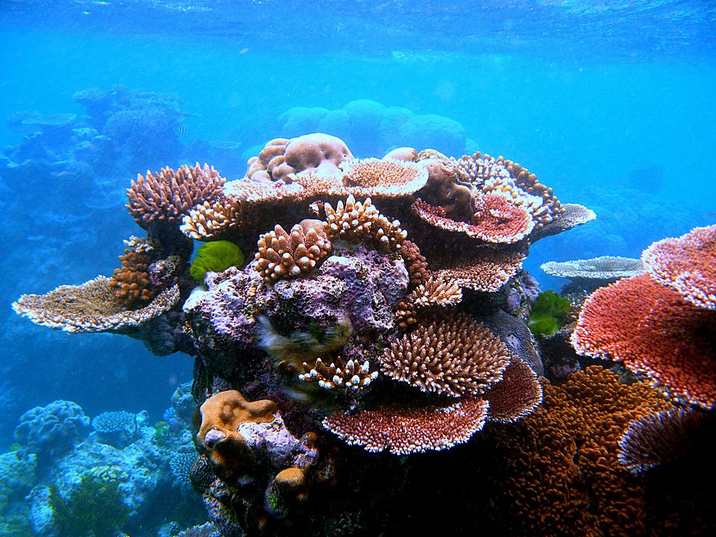 Seanstrean Reef - Medievia Wiki