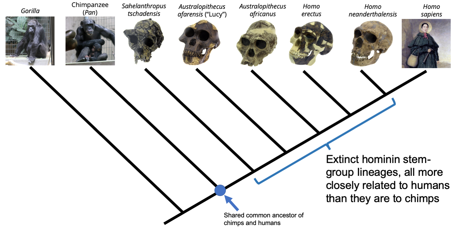 how to tell if a species is extinct on a phylogenetic tree