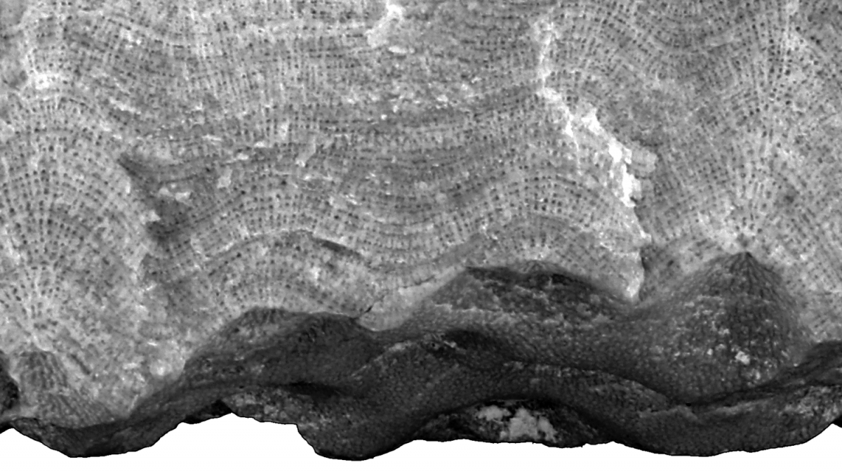 Stromatoporoidea - Digital Atlas of Ancient Life