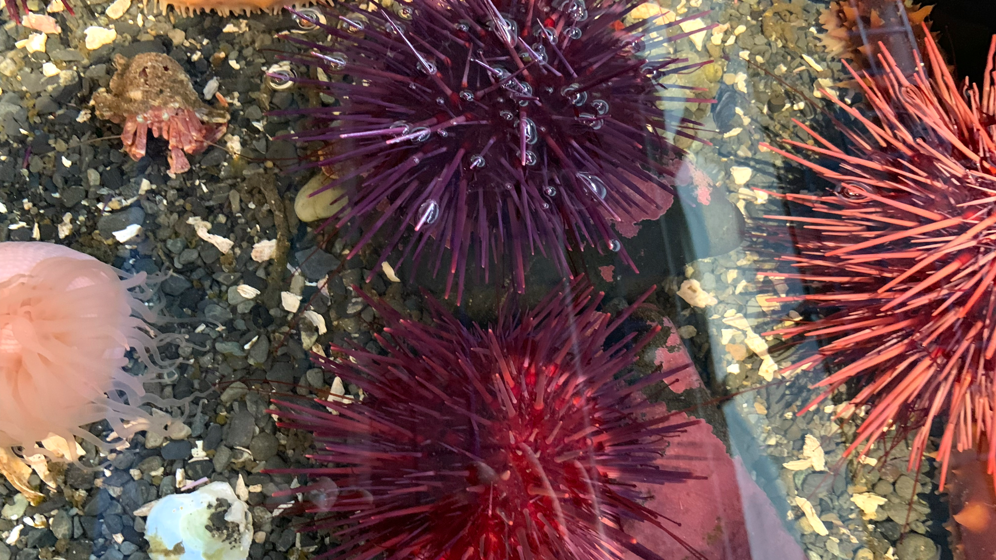sea urchin external anatomy