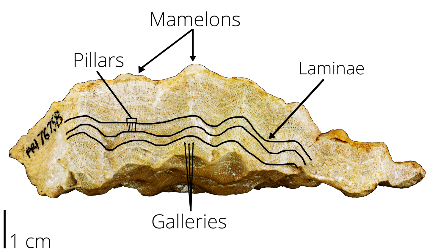 Stromatoporoidea - Digital Atlas of Ancient Life