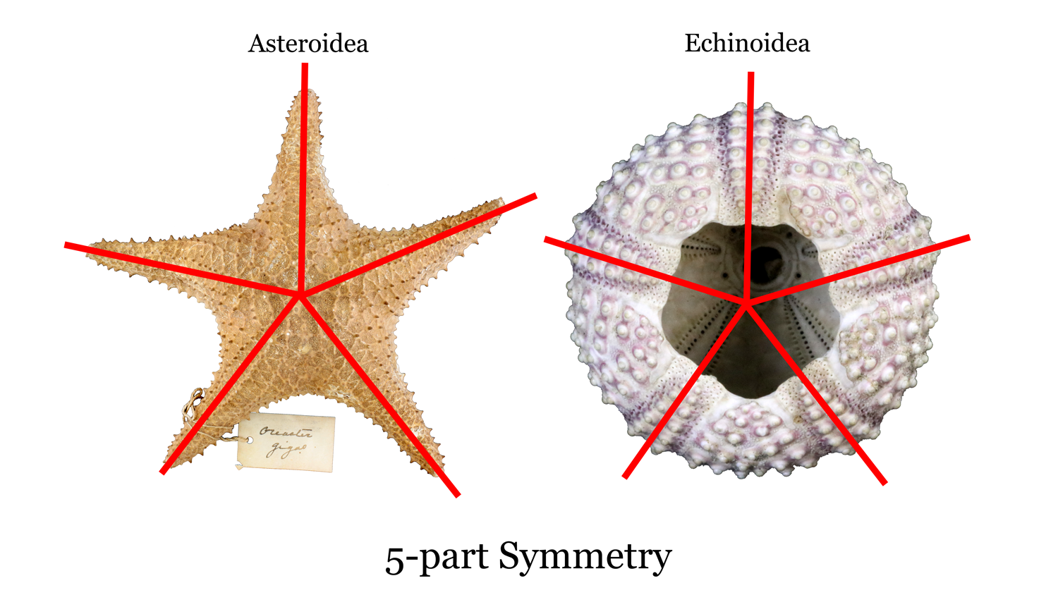 examples of phylum echinodermata