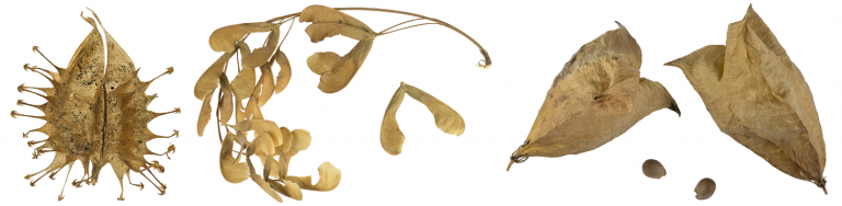 Fruit & Seed Dispersal - Digital Atlas of Ancient Life