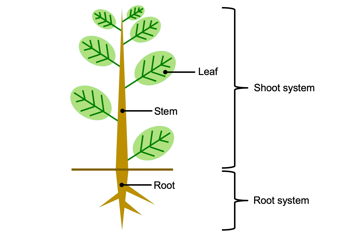 Introduction To Vascular Plant Structure Digital Atlas Of Ancient Life