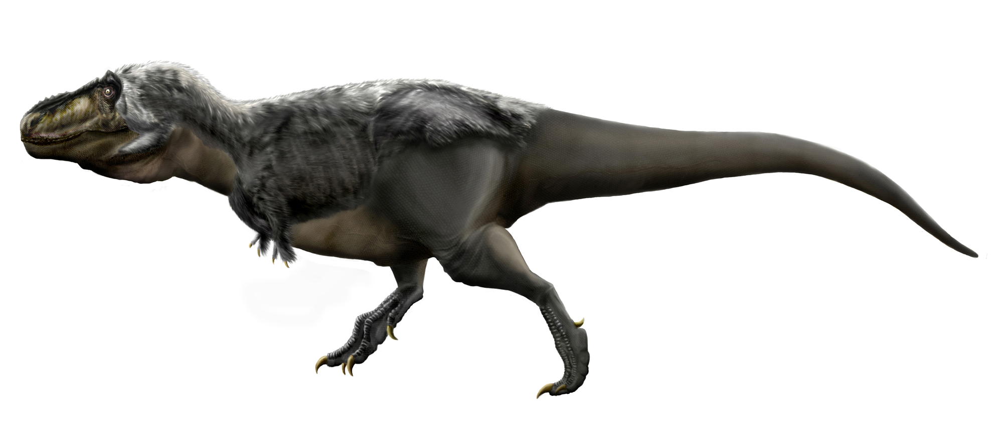 Newly discovered dinosaur had tiny arms like T. rex