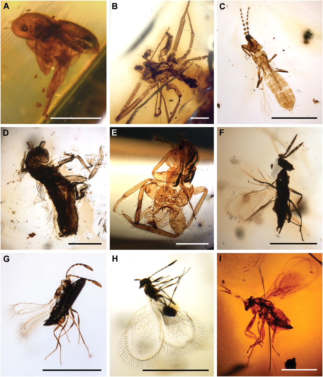 Phylum Arthropoda - Digital Atlas Of Ancient Life