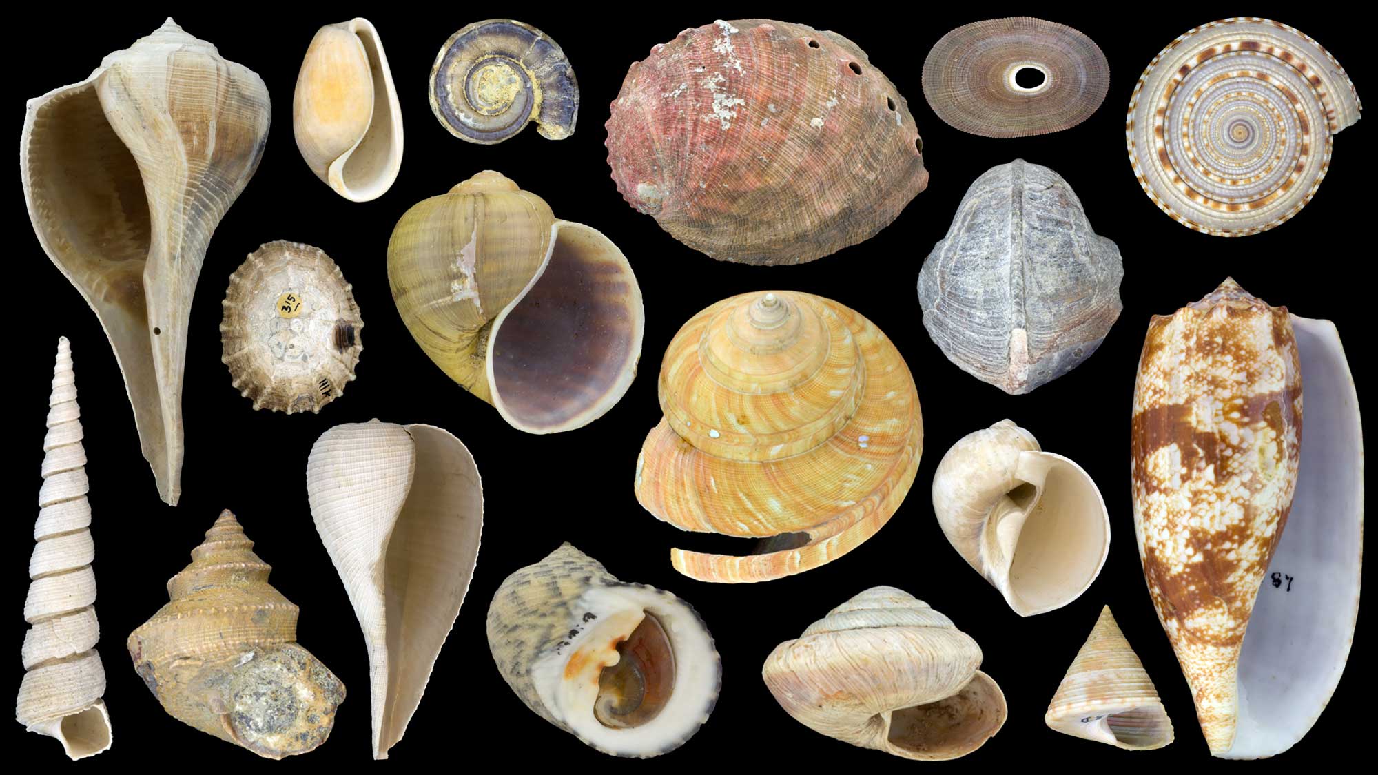 gastropods fossils