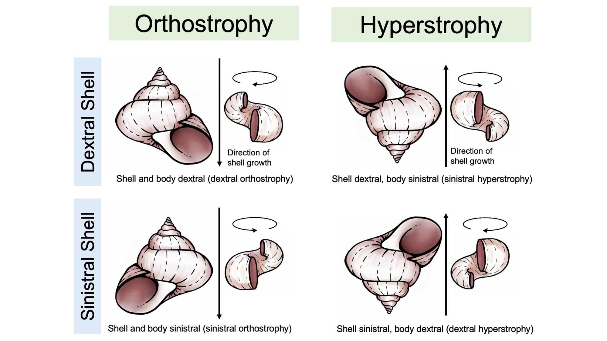 Comparison of the morphologies of adult and embryonic shells of